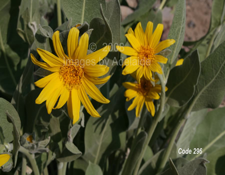 Mule Ears
